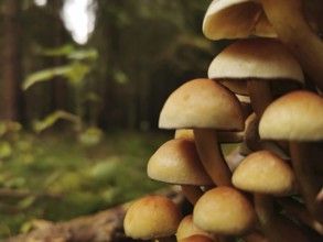 Close-up of mushrooms, stick sponges (kuehneromyces mutabilis) in the forest against a blurred