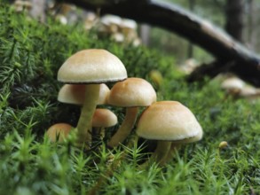 Close-up of Sulphur tuft (hypholoma fasciculare), mushrooms standing in green moss in a forest,