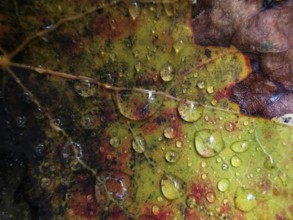 Detailed view of an autumn leaf with drops of water, Franconian Forest nature park Park