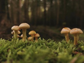 Small group of Golden needle mushrooms (Flammulina velutipes) in moss in the shady forest,