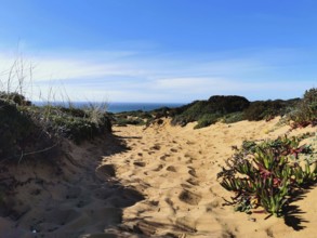 A sandy trail leads through dense plants, reveals the bright blue sky in the background, hiking on