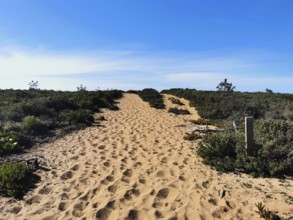 Sandy trail through thick vegetation with clear sky in the background, quiet atmosphere, hiking on