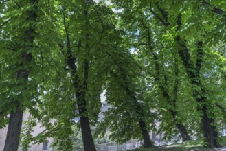 Avenue with old chestnut trees (Aesculus hippocastanum), Lviv, Ukraine