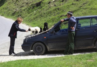 Selling puppies on the street, illegal dealer, Transylvania, Romania