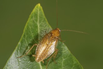 Bechstein's forest cockroach (Ectobius vittiventris) sitting on a green leaf in a natural