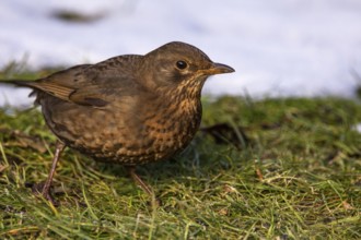 Female blackbird (Turdus merula) foraging in the countryside at the edge of a snow-covered area,