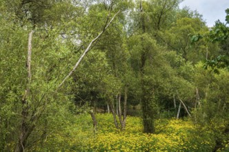 Picturesque landscape and vegetation in the Königsbrücker Heide Nature Reserve, former Soviet Army