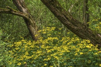 Vegetation of yellow coneflower, echinacea, in the Königsbrücker Heide nature reserve, former