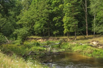 The Pulsnitz river in a picturesque landscape in the Königsbrücker Heide Nature Reserve, former