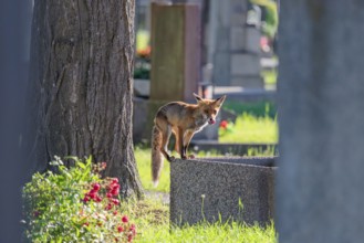 A mature red fox (Vulpes vulpes) stands on the edge of a water basin in a cemetery on a sunny day
