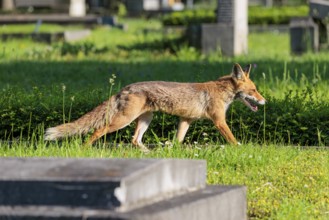 A mature red fox (Vulpes vulpes) runs across green grass between graves in a cemetery on a sunny