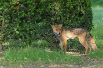 A mature red fox (Vulpes vulpes) stands next to a hedge in a cemetery on a sunny day. Vienna,