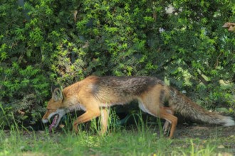 A mature red fox (Vulpes vulpes) runs along a hedge in a cemetery on a sunny day. Vienna, Austria