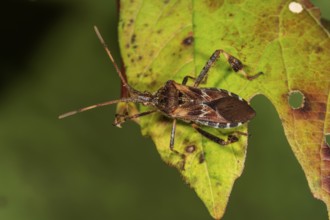 An American cone bug (Leptoglossus occidentalis) crawling on a green, holey leaf,