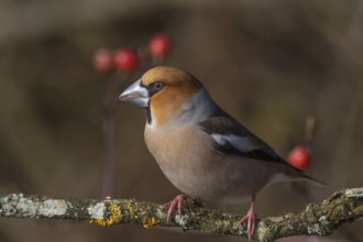 Male hawfinch (Coccothraustes coccothraustes) on a branch with a background of rose hips,