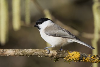 Marsh tit (Parus palustris) standing on a branch with yellow moss in a near-natural environment,