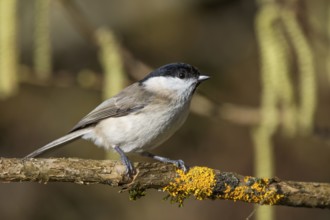 Marsh tit (Parus palustris) sitting on a branch with yellow moss in nature, Baden-Württemberg,