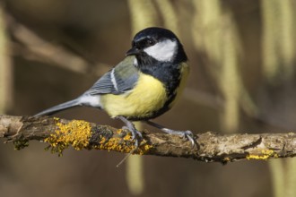 Great tit (Parus major) sitting on a branch with yellow moss in a natural environment,