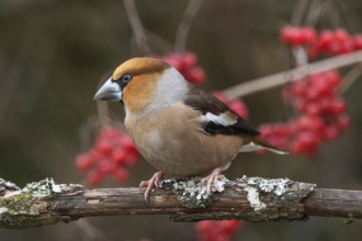 A male hawfinch (Coccothraustes coccothraustes) sitting on a branch with red berries of the common