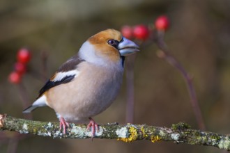 Male hawfinch (Coccothraustes coccothraustes) on a mossy branch, with red berries (rose hips) in