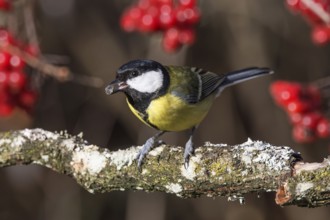 Great tit (Parus major) sitting on a mossy branch with red berries in the background,
