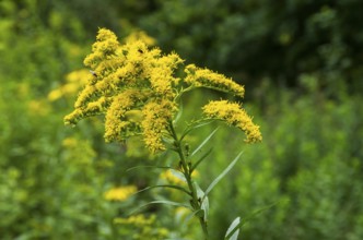 Wild-growing giant goldenrod, Solidago gigantea, as a neophyte from North America in a nature