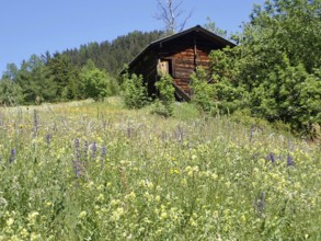 Abandoned wooden hut, barn, in a blooming meadow landscape against a wooded backdrop, Binntal,