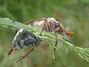 Close-up of a beetle, common cockchafer (Melolontha melolontha), on grass, in a green natural