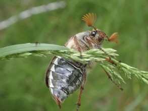 Beetle, common cockchafer (Melolontha melolontha), exploring a blade of grass in a natural