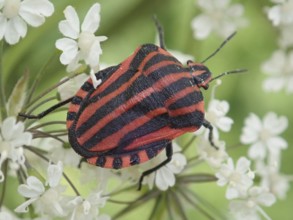 Detailed close-up of a stripe bug (Graphosoma italicum) on white petals in a natural environment,