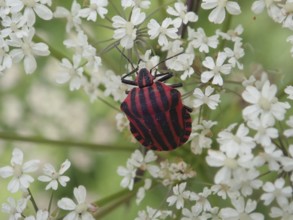 Stripe bug (Graphosoma italicum) with distinctive stripes on white flowers in a detailed close-up,