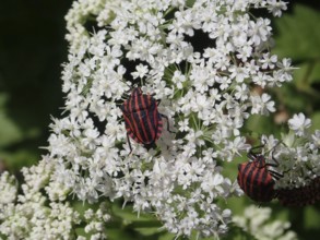 Two striped beetles, stripe bug (Graphosoma italicum), on white flowers in close-up view with vivid