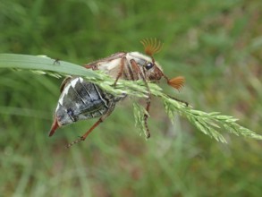 Macro photograph of a beetle, common cockchafer (Melolontha melolontha), on a blade of grass,