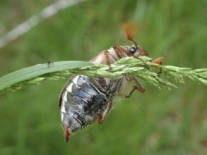 A beetle, common cockchafer (Melolontha melolontha), clinging to a blade of grass surrounded by