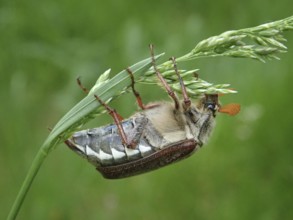 Detailed macro photograph of a beetle, common cockchafer (Melolontha melolontha), balancing on a