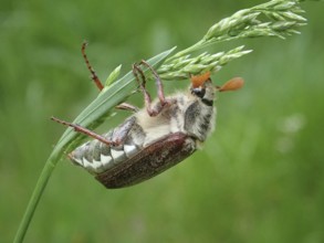 Macro photograph of a beetle, common cockchafer (Melolontha melolontha), on a blade of grass,