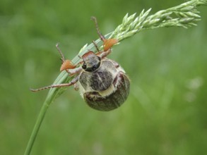 A common cockchafer (Melolontha melolontha) clinging to a blade of grass, surrounded by green