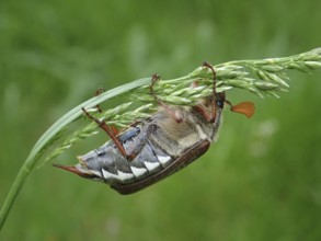 A beetle, common cockchafer (Melolontha melolontha), balancing on a bent blade of grass in a