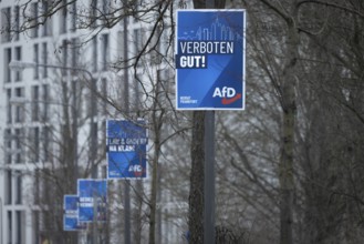 Numerous AfD election posters hang one behind the other on several lamp posts in the northwest of