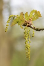 Branch of a pedunculate oak (Quercus pedunculata), also known as summer oak or German oak (Quercus