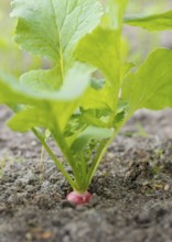 Radish (Raphanus sativus var. sativus), also known as radish, variety of garden radish, useful