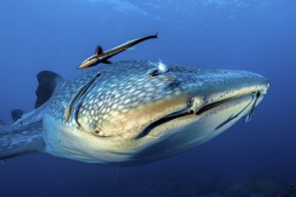 Underwater photo close-up head portrait head portrait of large whale shark (Rhincodon typus) and
