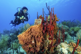 Underwater photo of diver looking at illuminated colony of marine sponges sponge species sponges in