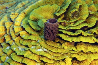 Underwater photo of Small Prickly tube-sponge (Callyspongia crassa) growing in the centre of