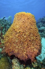 Giant Barrel Sponge (Xestospongia muta) Barrel sponge growing in Caribbean coral reef, Caribbean,