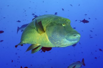 Underwater photo of Napoleon Wrasse (Cheilinus undulatus), Pacific Ocean, Caroline Islands,