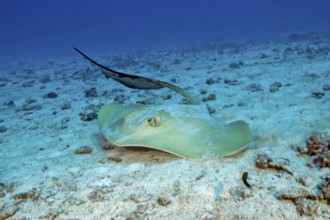 Underwater photo dynamic photo of feather-tailed stingray (Pastinachus sephen) stingray species