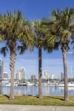 Saint Petersburg Florida promenade on Tampa Bay with palm trees in Downtown St Petersburg, USA