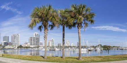 Saint Petersburg Florida Promenade on Tampa Bay Panorama with Palm Trees in Downtown St Petersburg,