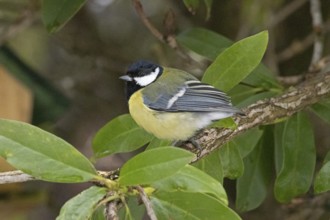 Great Tit (Parus major), Sieversen, Rosengarten, Lower Saxony, Germany